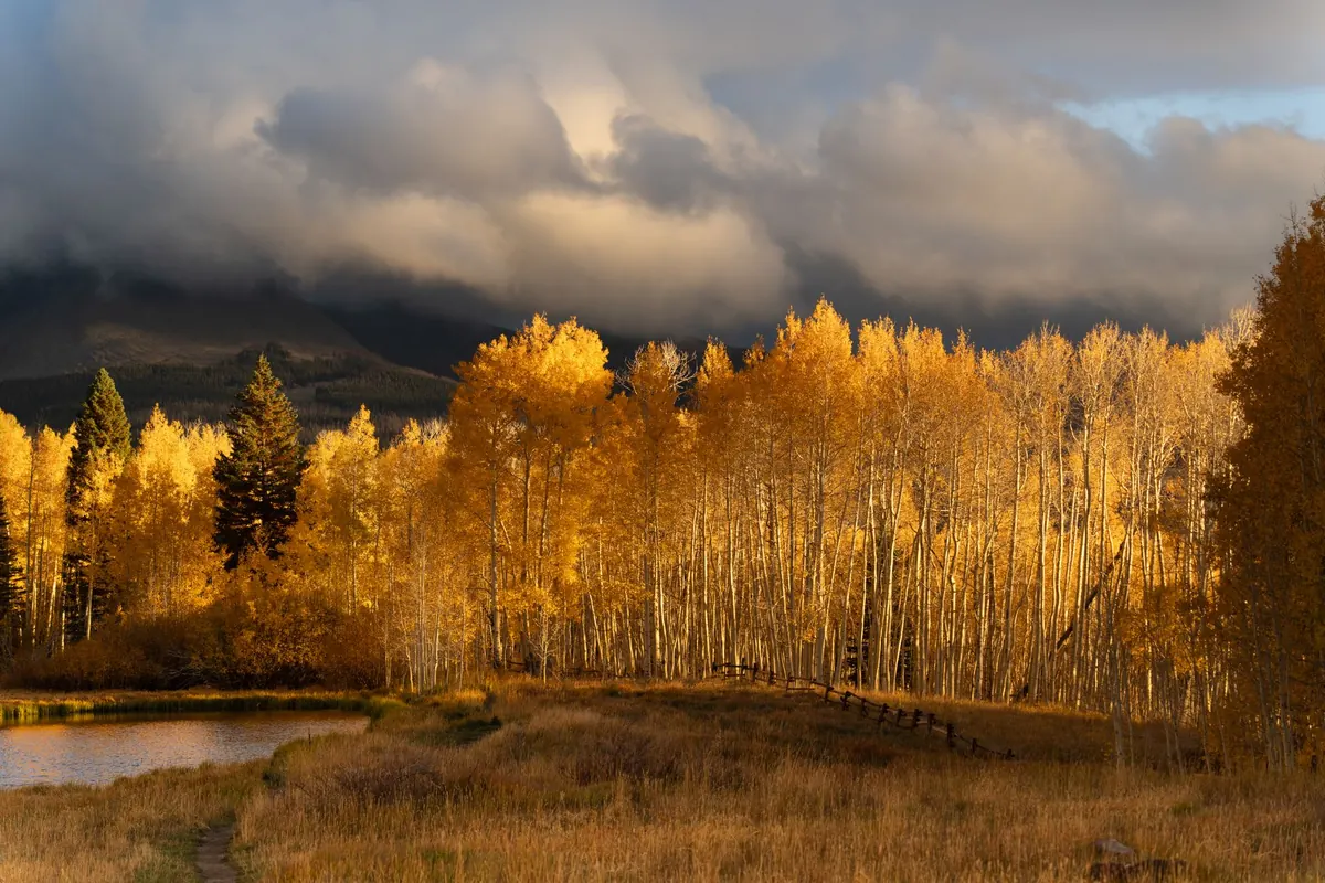 Aspen in Autumn: A Guide to Peak Golden Colour and Best Viewpoints