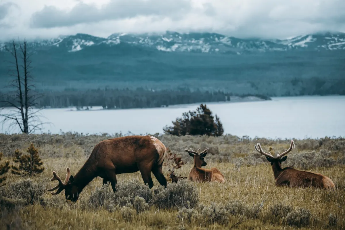 Wildlife Watching Around Aspen: Responsible Viewing Tips for Bears, Elk and Deer